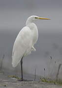 Grande Aigrette