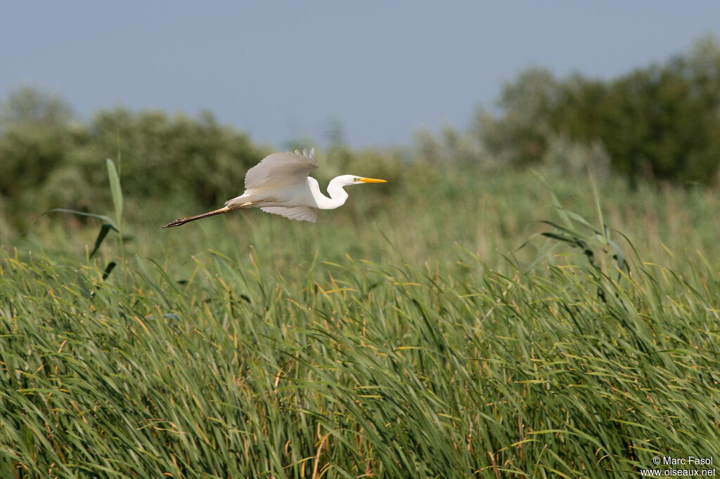 Great Egretadult breeding, Flight