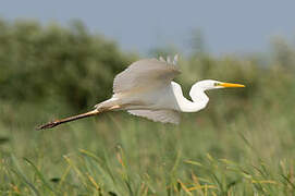 Grande Aigrette