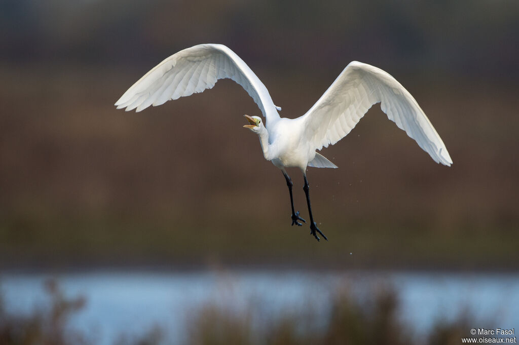 Great Egretadult, Flight