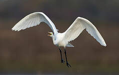 Grande Aigrette