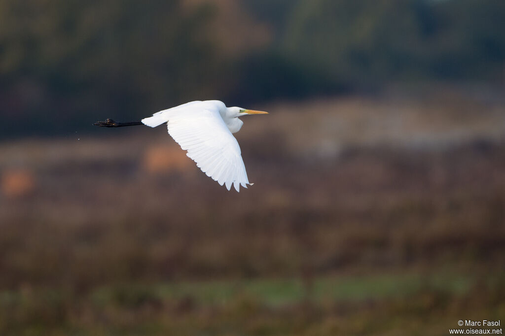 Great Egretadult post breeding, Flight