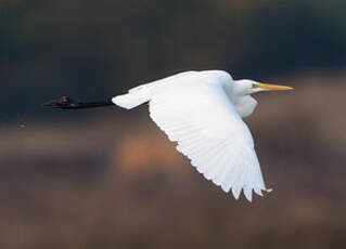 Grande Aigrette