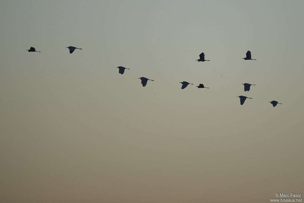 Great Egret, Flight