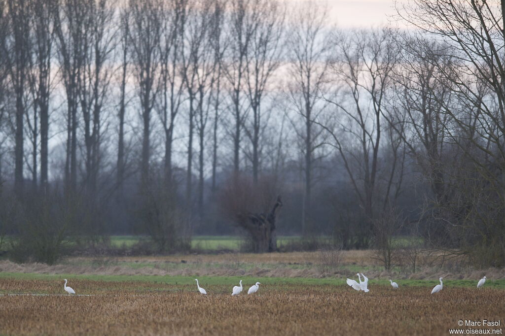 Grande Aigrette, Comportement
