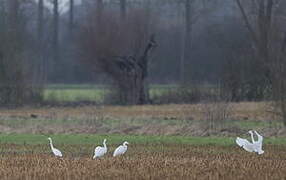 Grande Aigrette