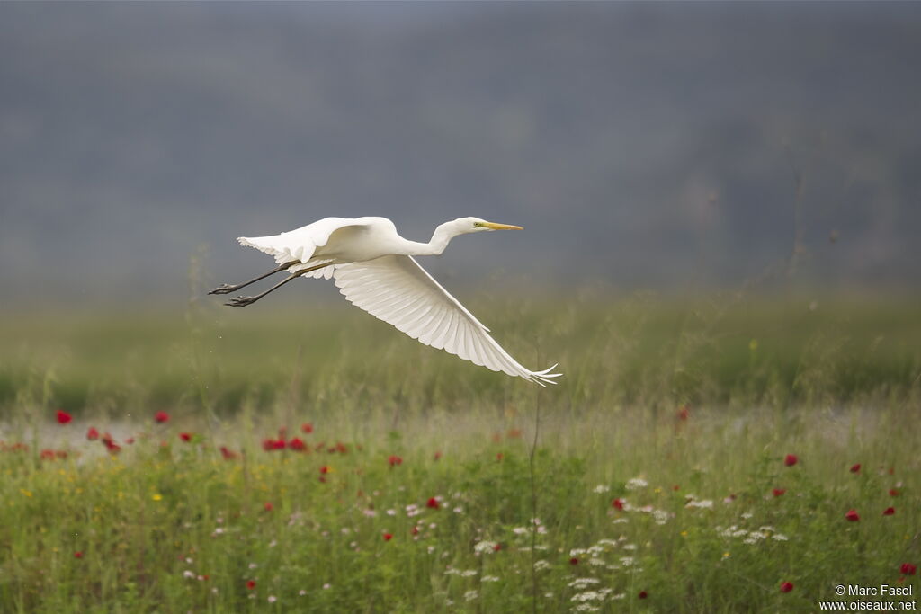 Great Egretadult breeding, Flight