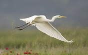 Grande Aigrette