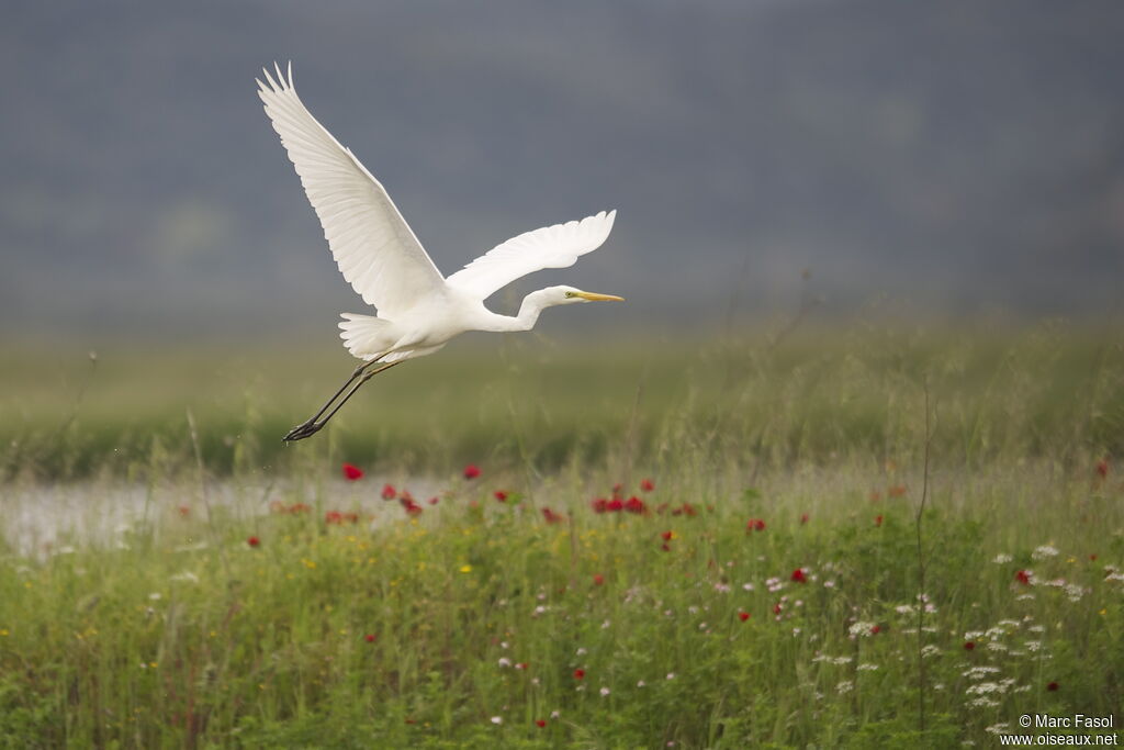 Great Egretadult breeding, Flight