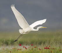 Great Egret