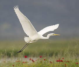 Grande Aigrette