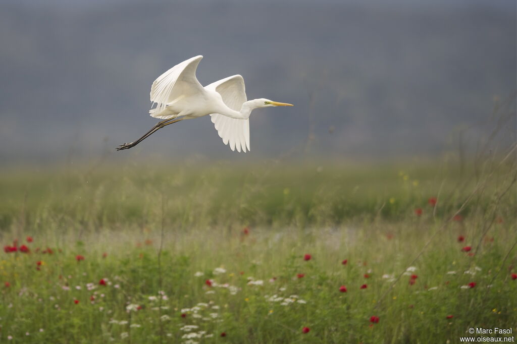 Great Egretadult breeding, Flight