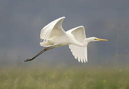 Grande Aigrette