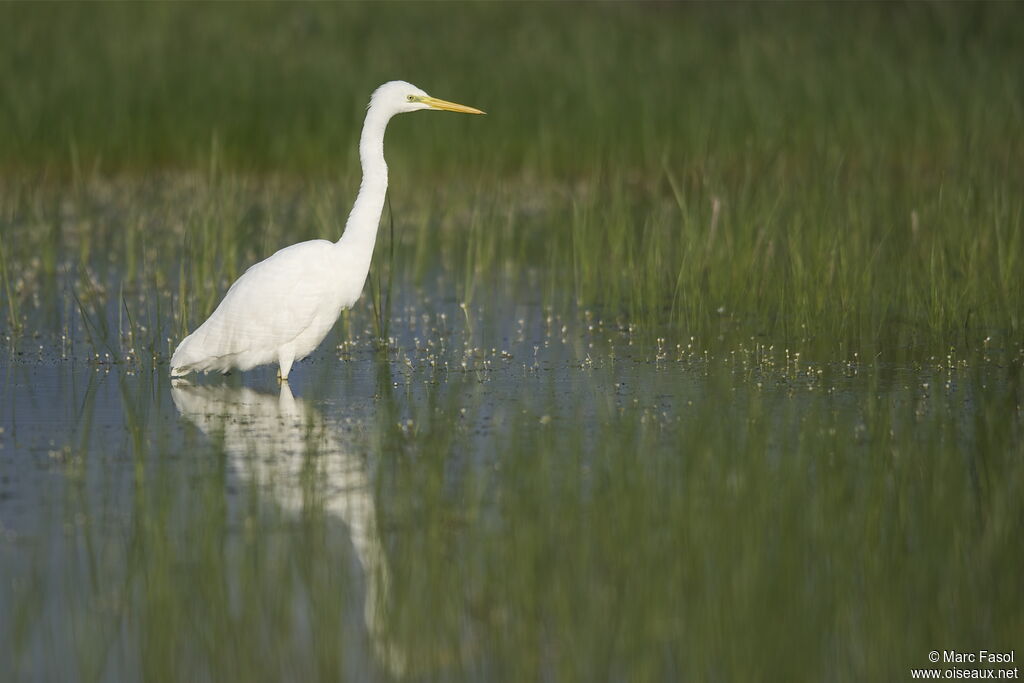 Great Egretadult breeding, identification, feeding habits