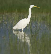 Grande Aigrette