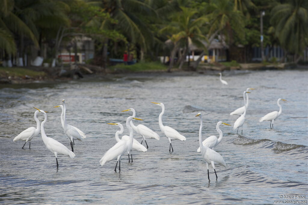 Grande Aigrette, identification, régime