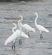 Grande Aigrette