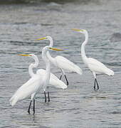 Great Egret