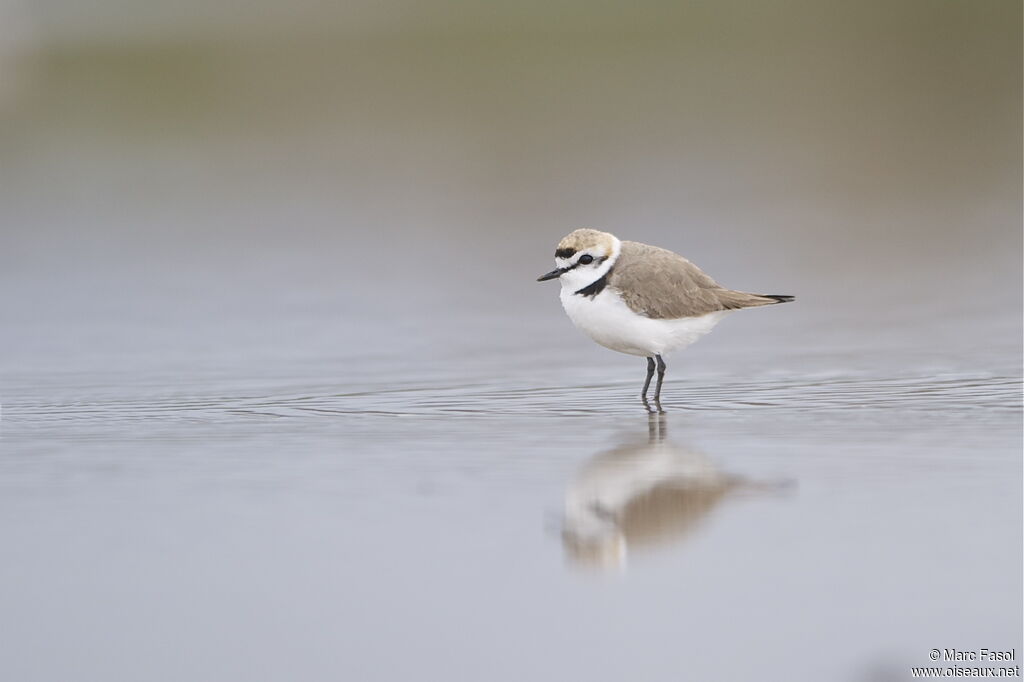 Kentish Ploveradult breeding, identification