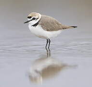 Kentish Plover