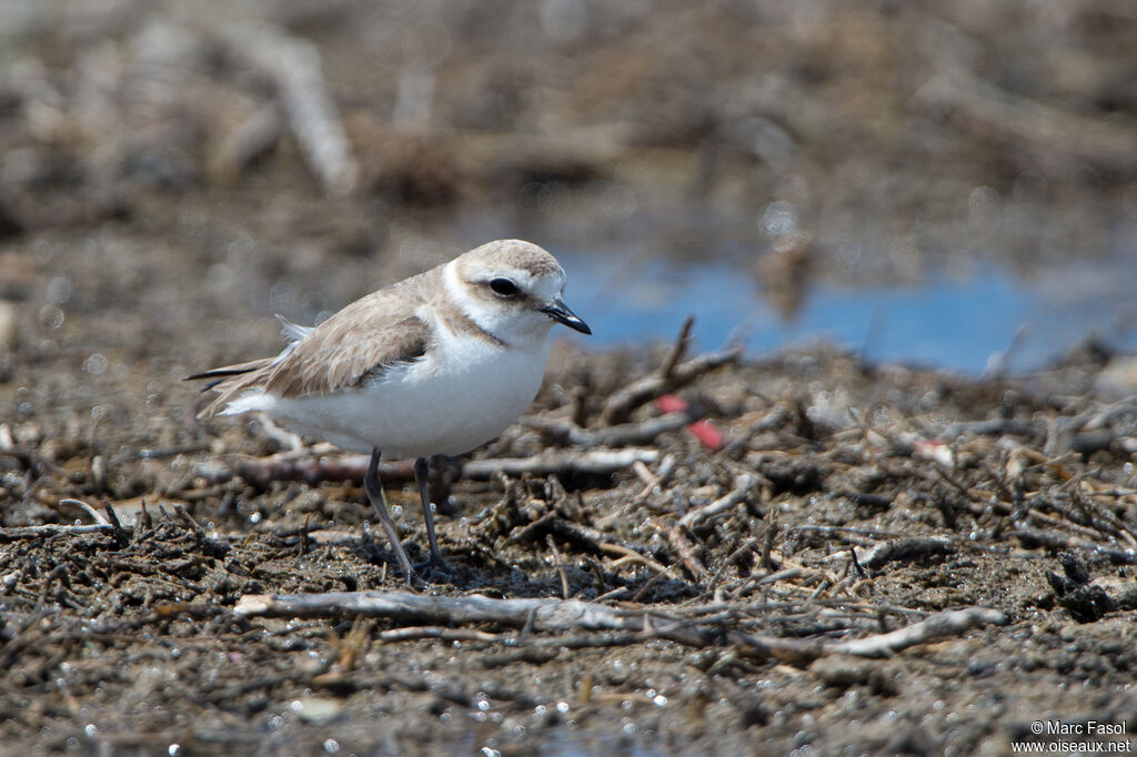 Kentish Plover female adult breeding, identification