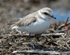 Kentish Plover