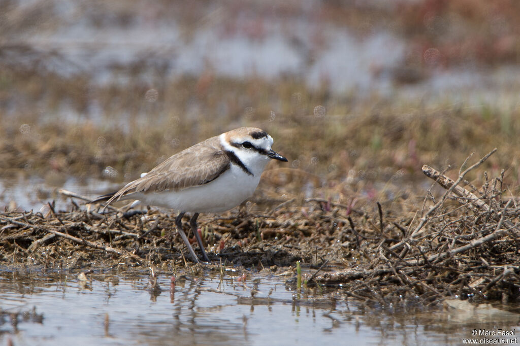 Kentish Plover male adult breeding, identification