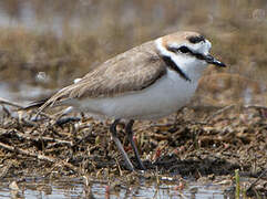 Kentish Plover