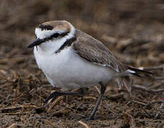 Kentish Plover