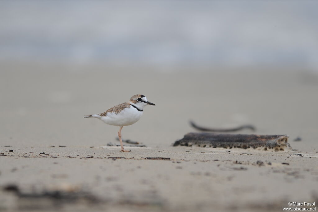 Collared Ploveradult, identification