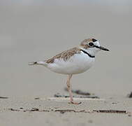 Collared Plover