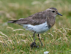 Rufous-chested Plover