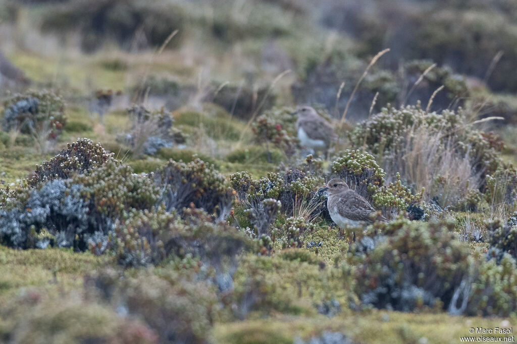 Rufous-chested Dotterelimmature, habitat