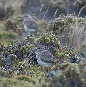 Rufous-chested Plover