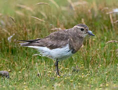 Rufous-chested Dotterel