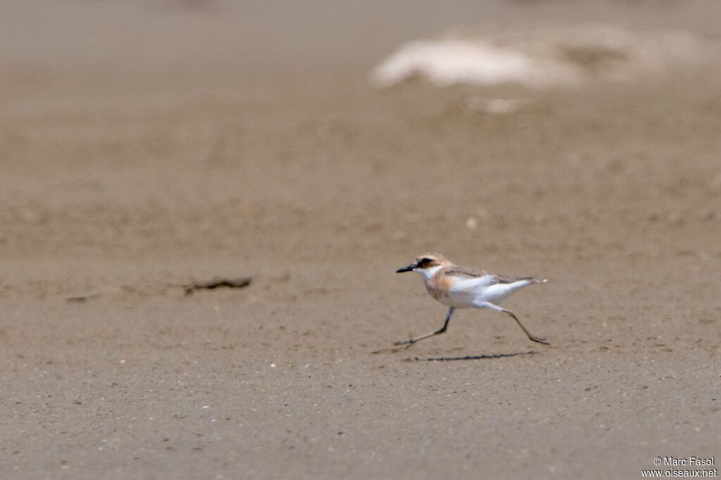 Gravelot de Leschenault - Pluvier de Leschenaultadulte internuptial, identification, marche