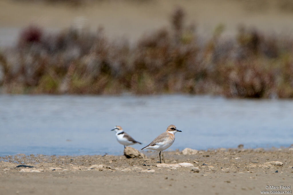 Gravelot de Leschenault