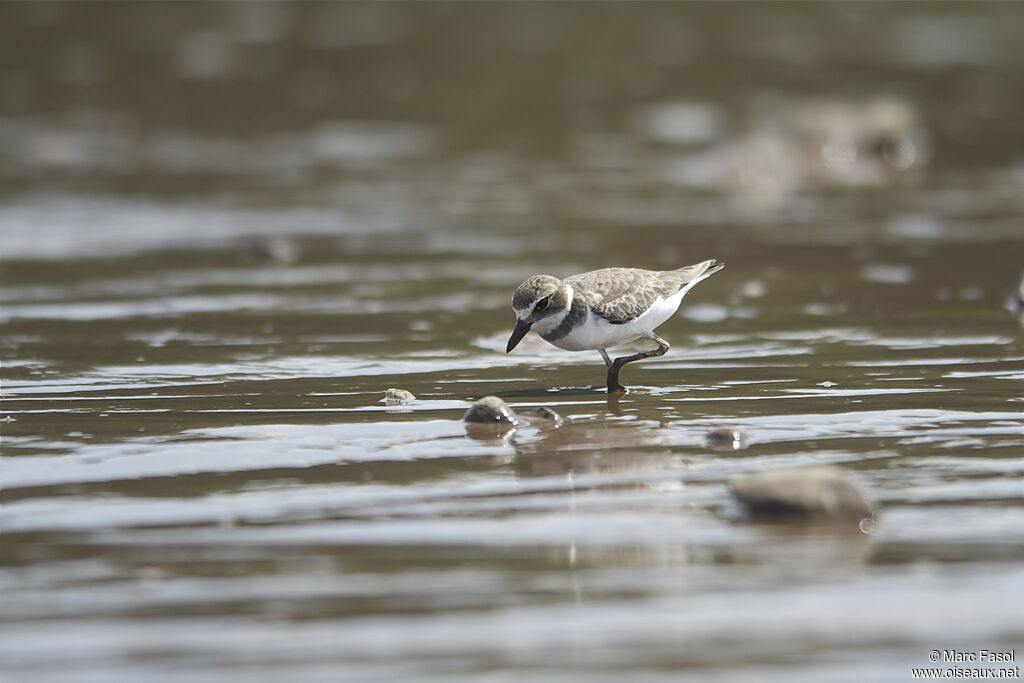 Wilson's Ploveradult, identification, feeding habits, Behaviour