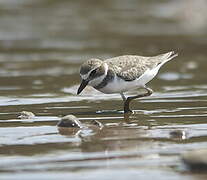 Wilson's Plover