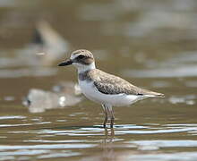 Wilson's Plover