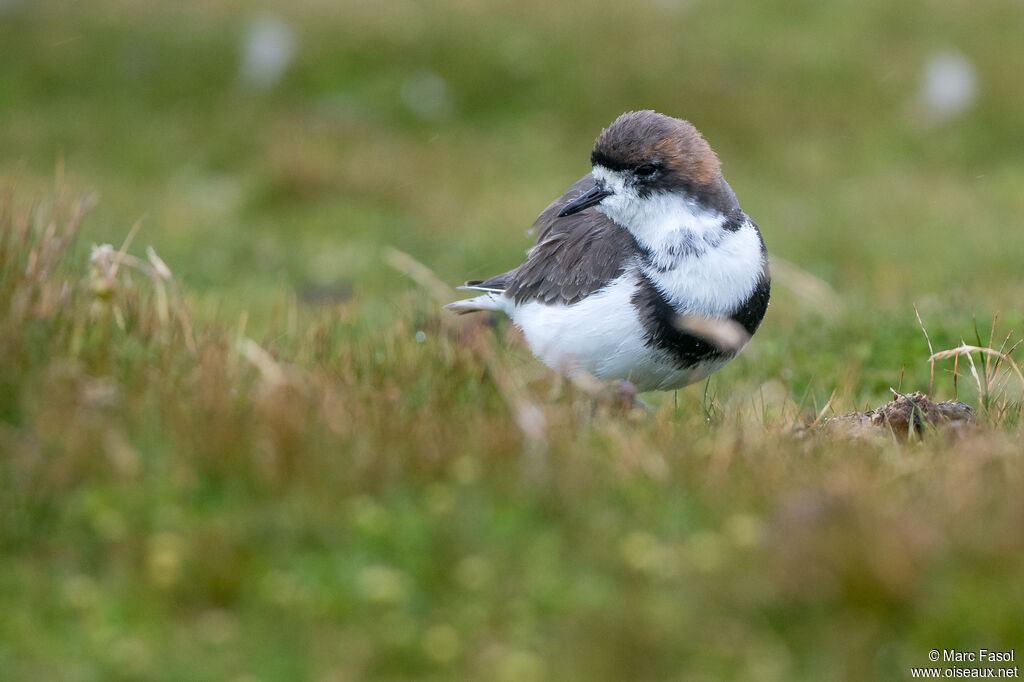 Two-banded Ploveradult post breeding, identification