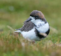 Two-banded Plover