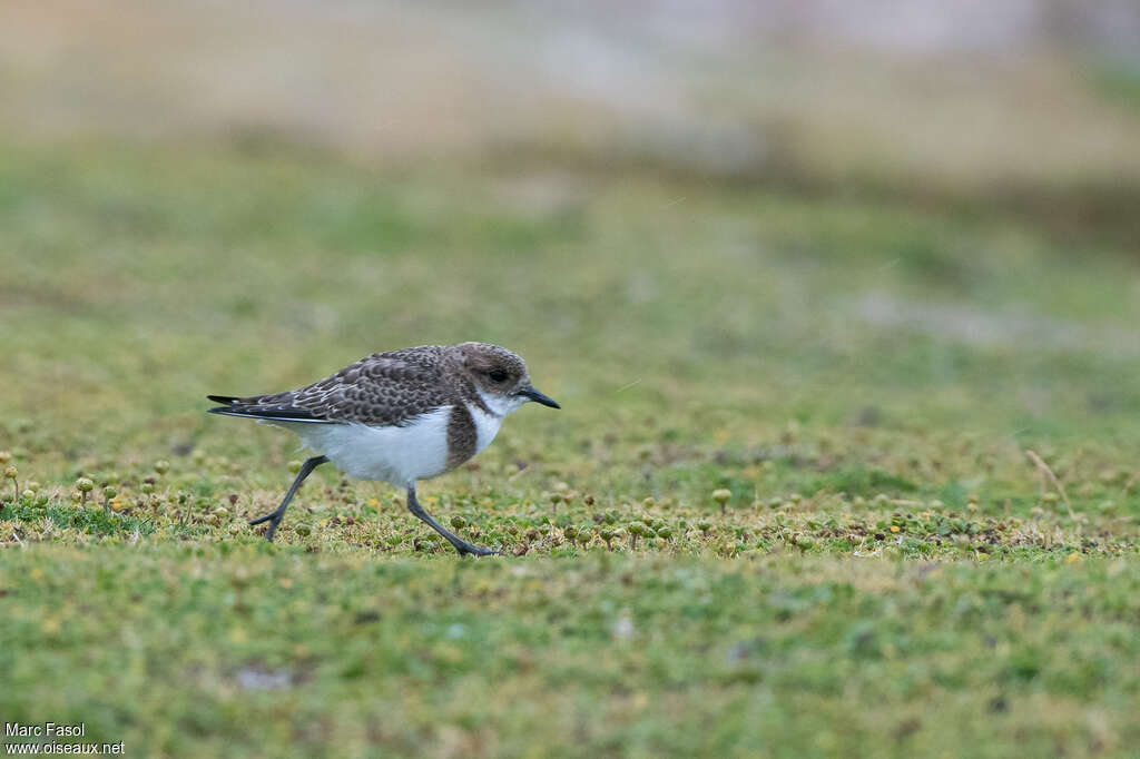 Two-banded Ploverjuvenile, identification, walking