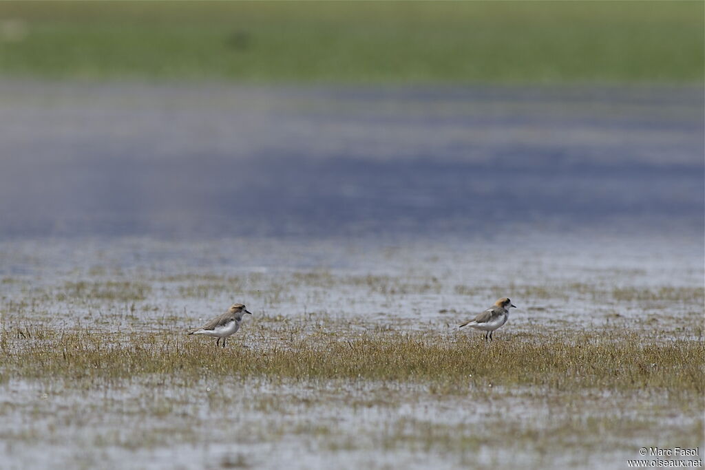 Puna Plover, identification, feeding habits