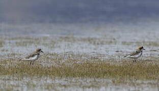 Puna Plover