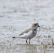 Puna Plover