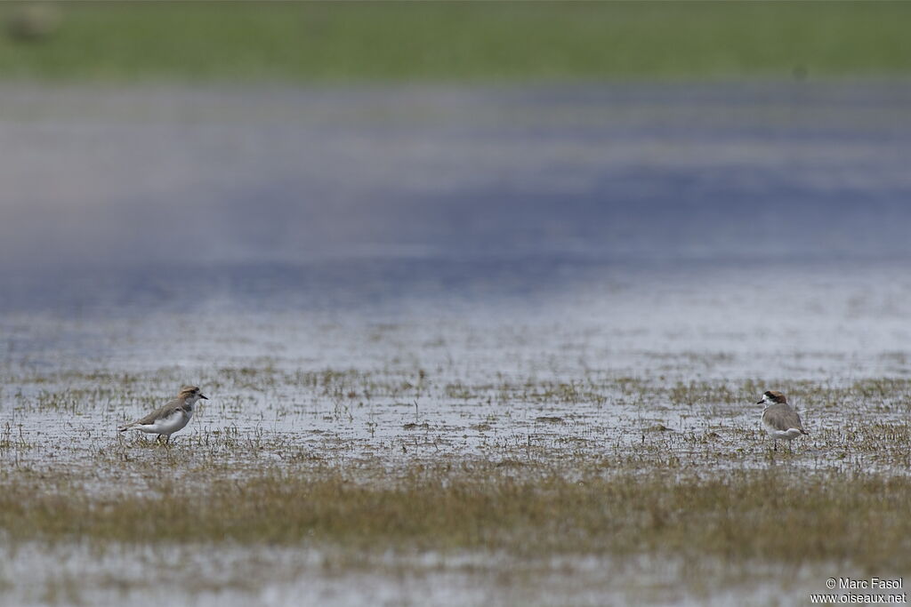 Puna Plover, identification, feeding habits