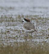 Puna Plover