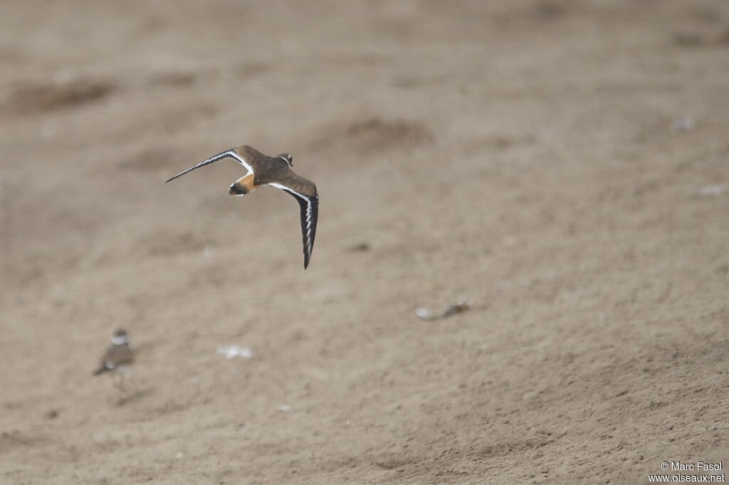 Killdeeradult, Flight