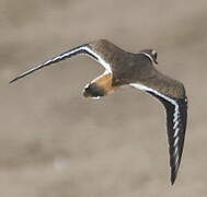 Killdeer